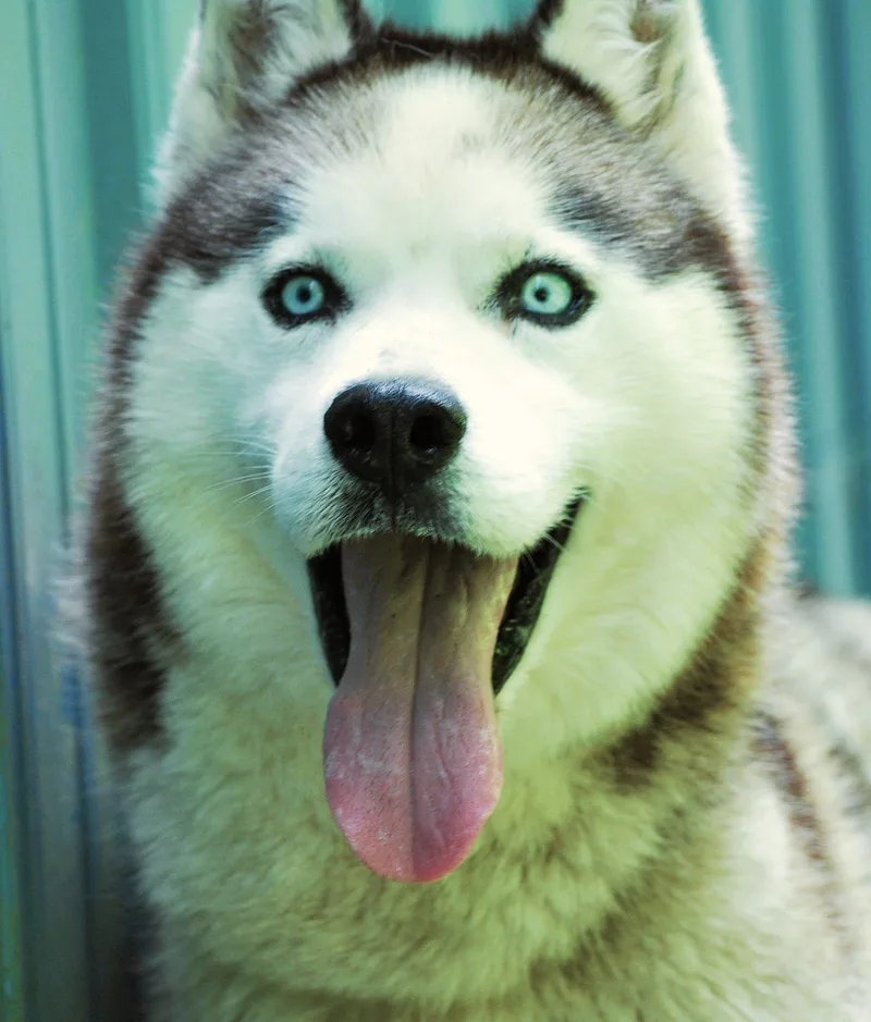 An adult medium-sized male Black Siberian Husky dog named Balto for adoption in manchester, TN