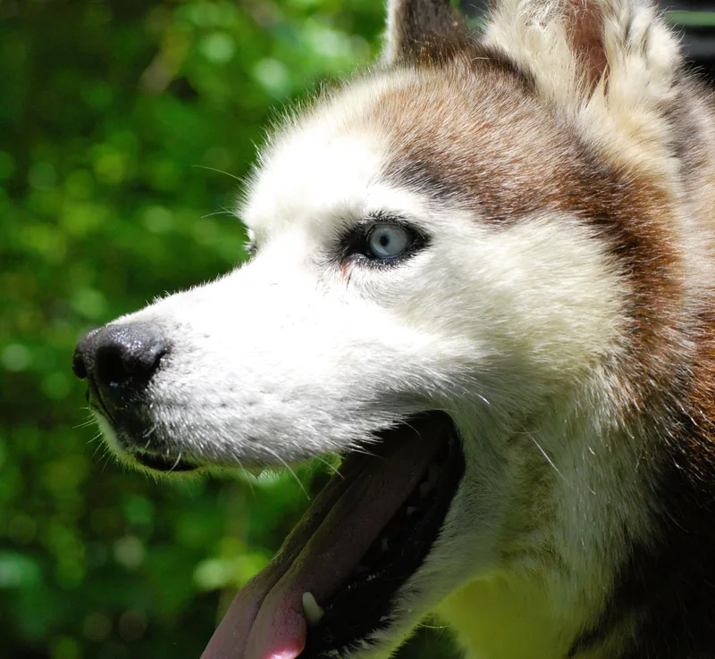 Balto thumbnail 2