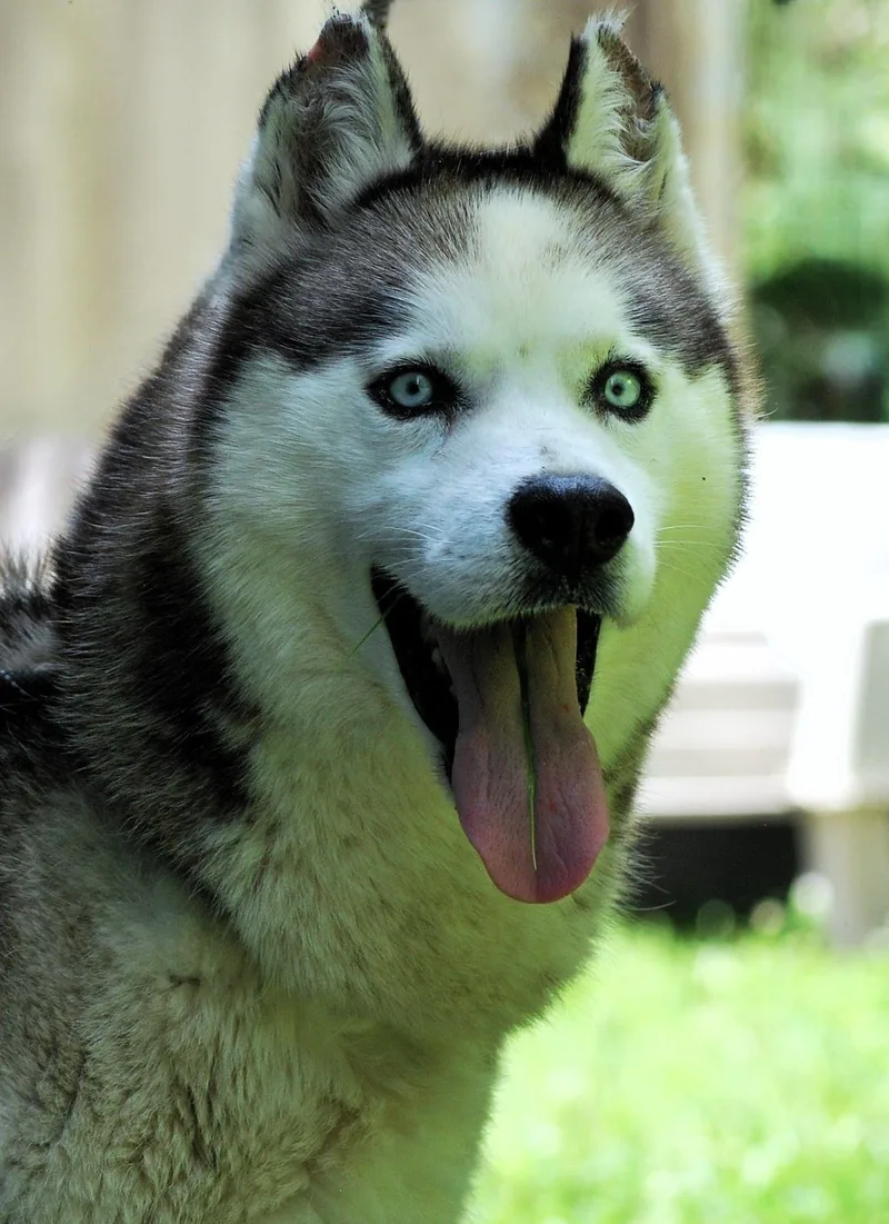 Balto thumbnail 3