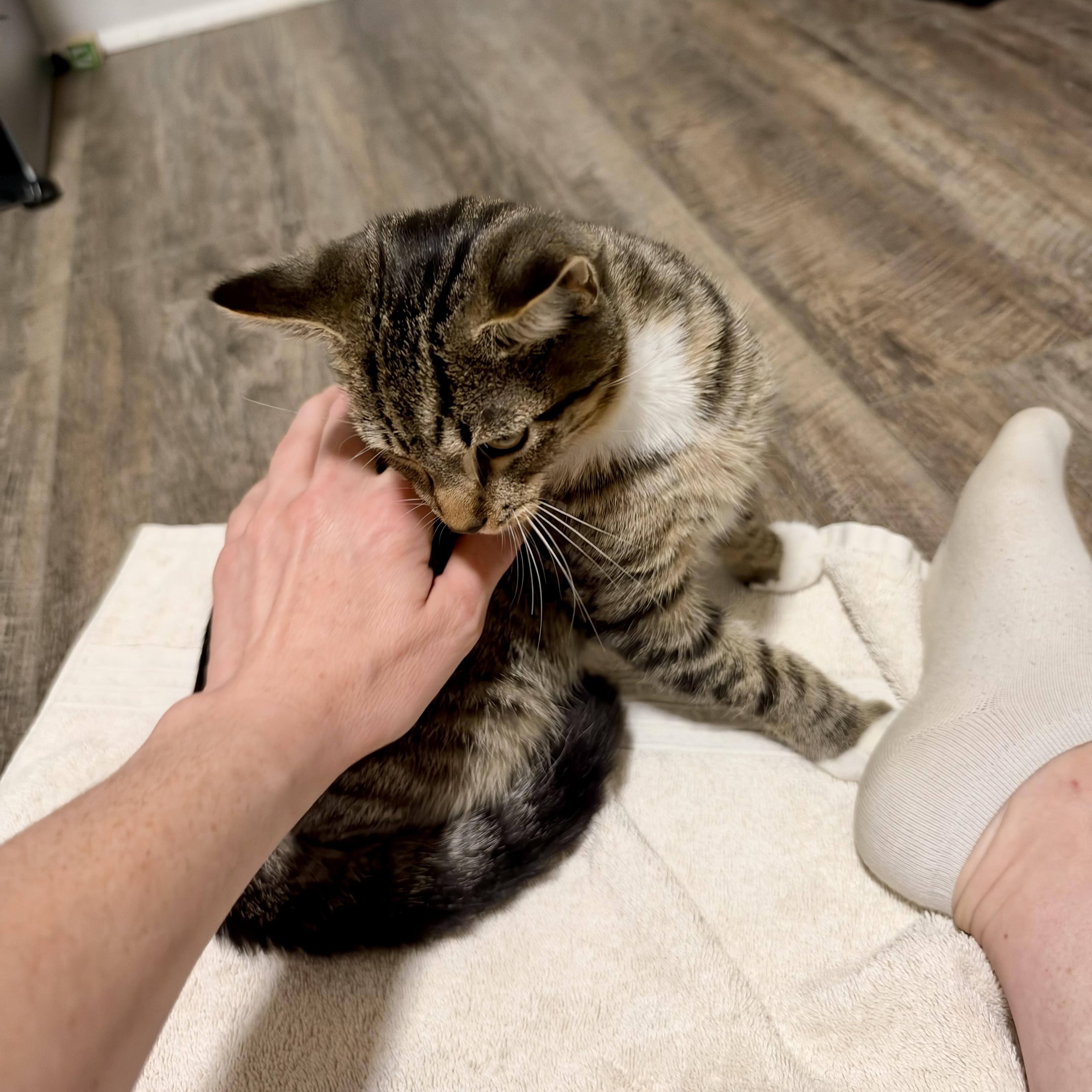 A baby small-sized male Tabby (Brown / Chocolate) Domestic Short Hair cat named Gelding for adoption in Richmond, VA
