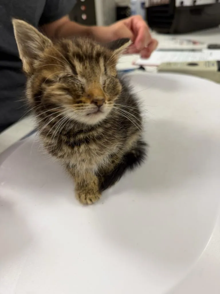 A baby small-sized male Domestic Short Hair cat named Storm for adoption in Greenfield, IN