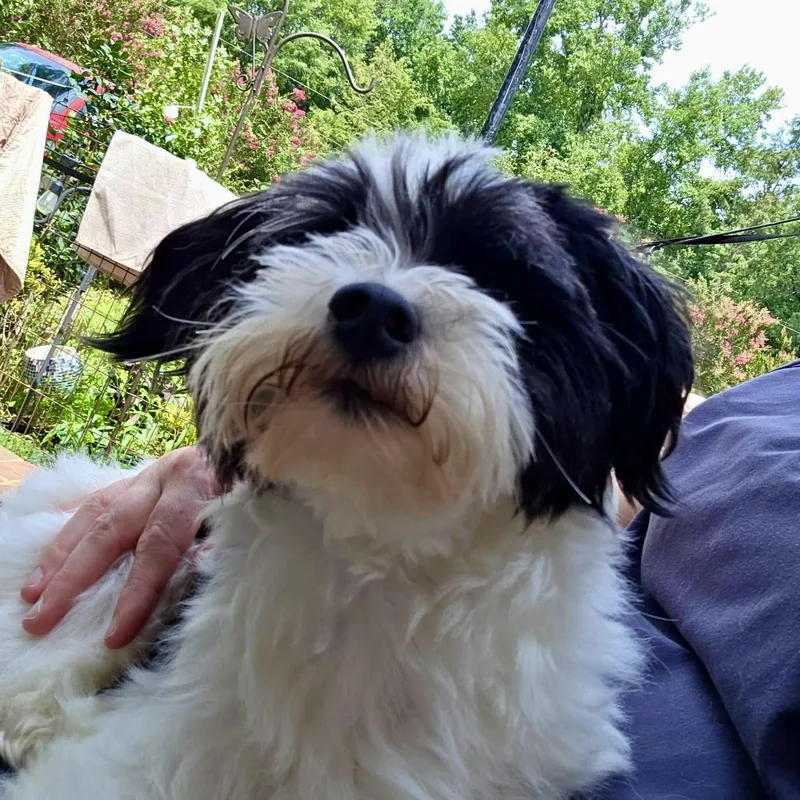 Oreo Cookie thumbnail 3
