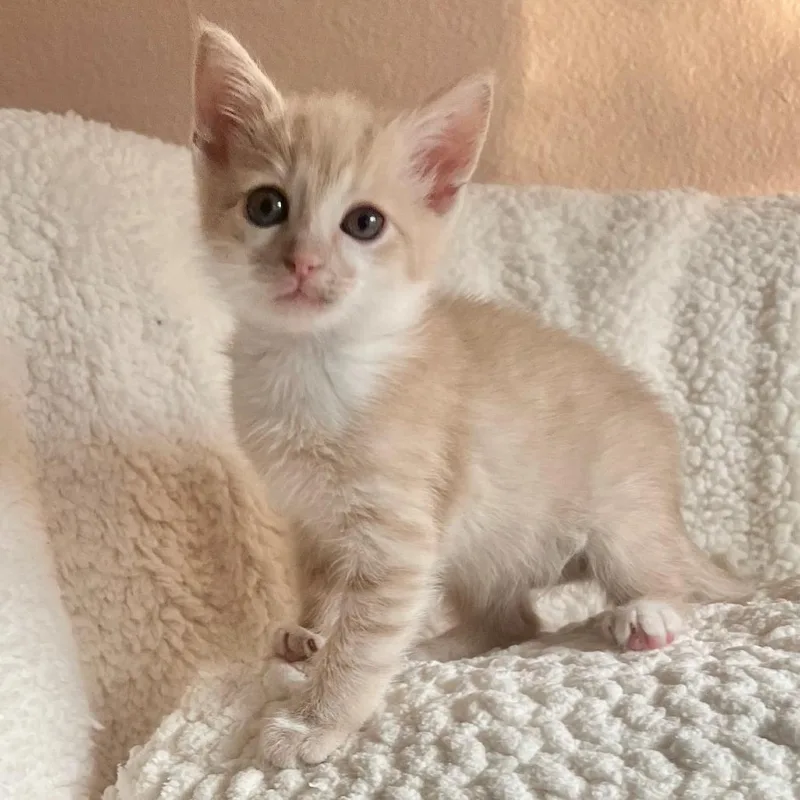 A baby small-sized male Buff / Tan / Fawn Domestic Short Hair cat named Willie for adoption in San Antonio, TX