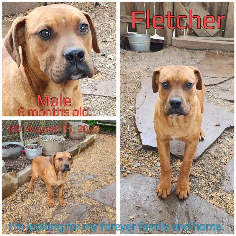 Fletcher thumbnail 2