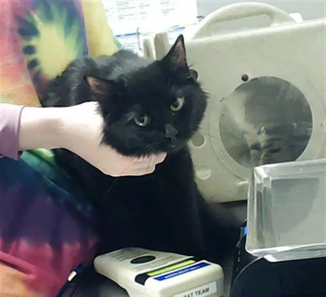 A young small-sized female Domestic Medium Hair cat named Maine for adoption in Fayetteville, NC