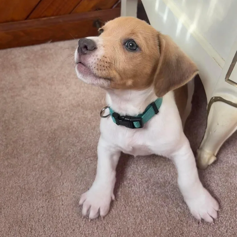 A baby medium-sized male Pit Bull Terrier dog named Jenga for adoption in Bethlehem, PA