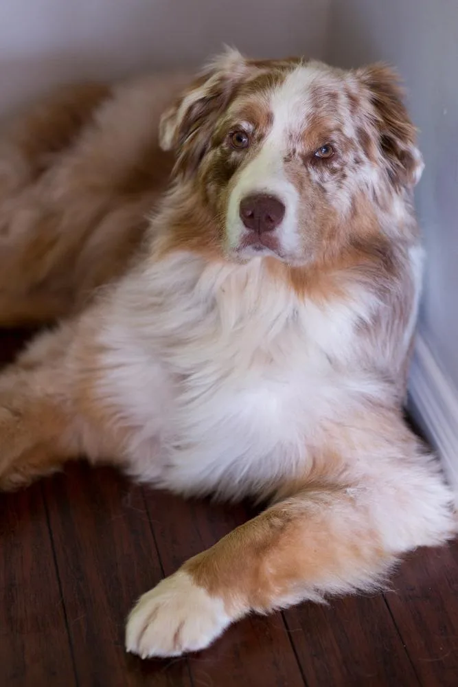 A young medium-sized male Merle (Red) Australian Shepherd dog named BuckARoo for adoption in Ringwood, IL