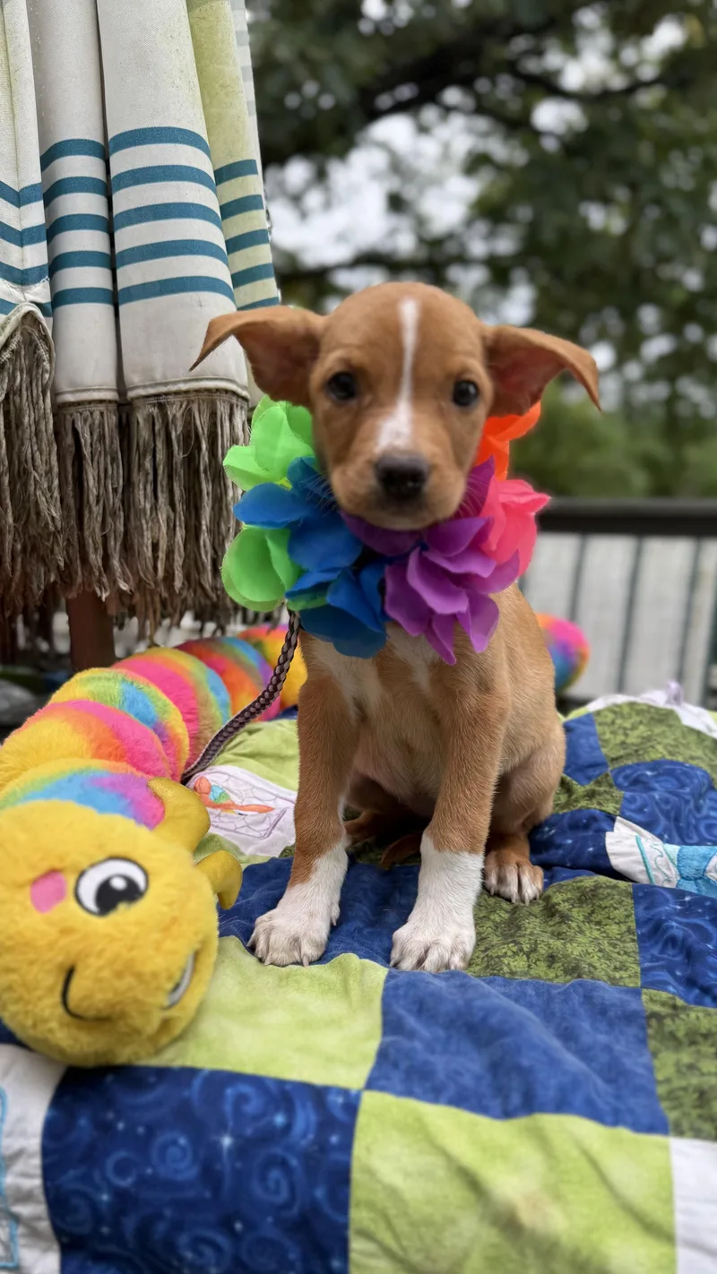 A baby medium-sized female Beagle dog named Patsey Cline for adoption in White Lake, MI