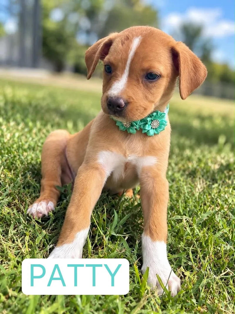 Patsey Cline thumbnail 5