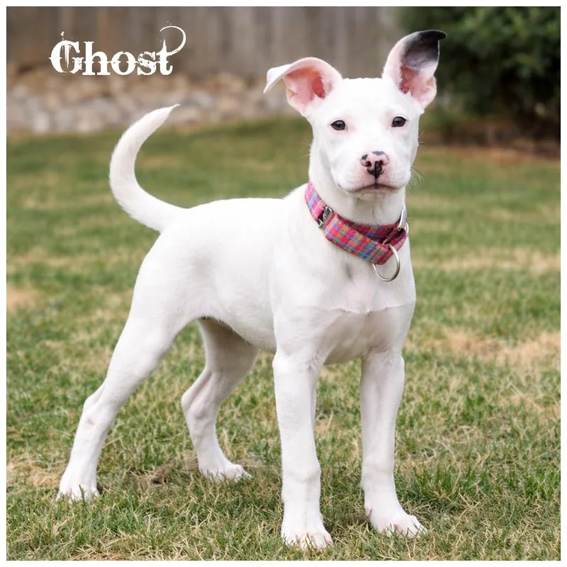 A baby small-sized female White / Cream Terrier dog named Ghost for adoption in Sioux Falls, SD