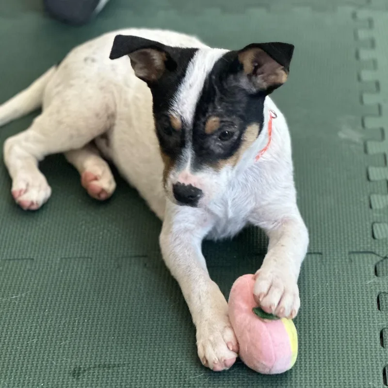 A baby small-sized female Tricolor (Brown, Black, & White) Terrier dog named Lagoon for adoption in Columbia, SC