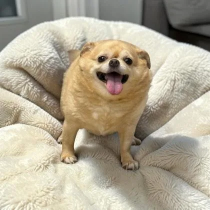An adult small-sized female Chihuahua dog named Peanut for adoption in Cumberland, MD