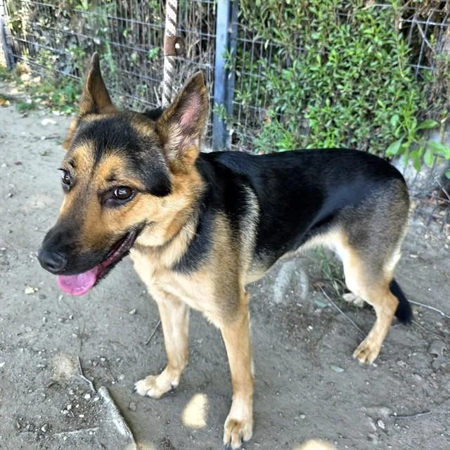 A young medium-sized female German Shepherd Dog dog named Sasha for adoption in Long Beach, CA