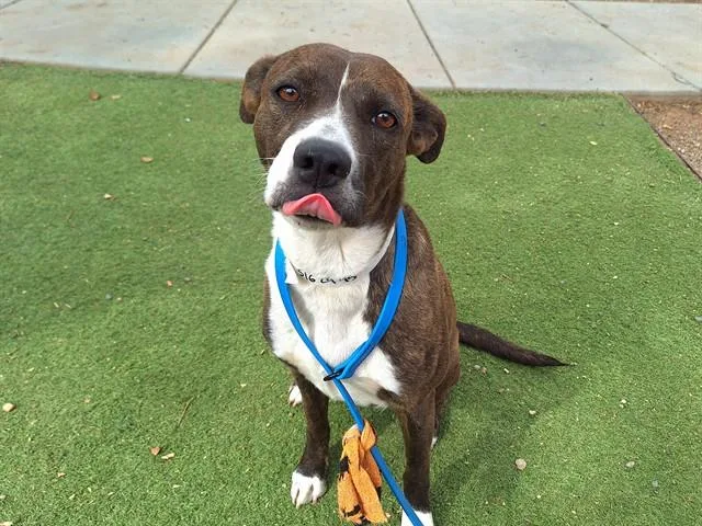 A young large-sized female Pit Bull Terrier dog named Raspberry for adoption in Phoenix, AZ