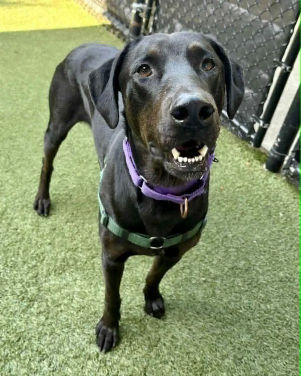 An adult large-sized male Doberman Pinscher dog named Newman for adoption in Novato, CA