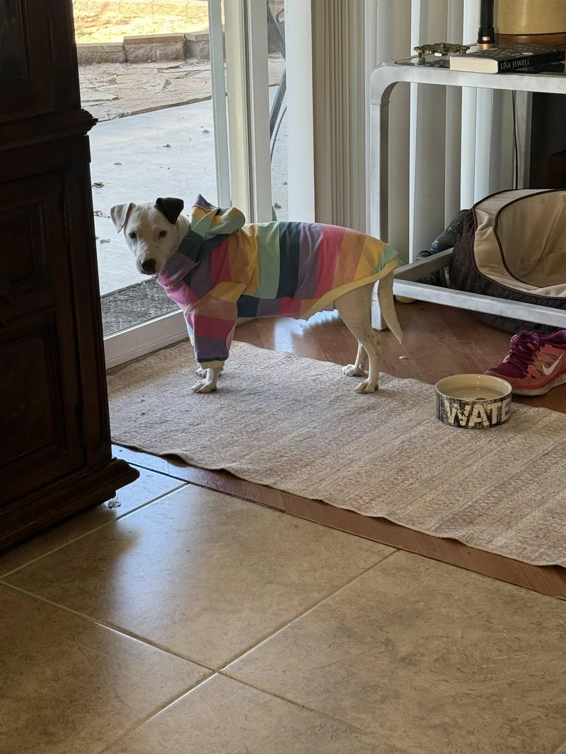An adult medium-sized female Terrier dog named Squeaky for adoption in Glendale, AZ