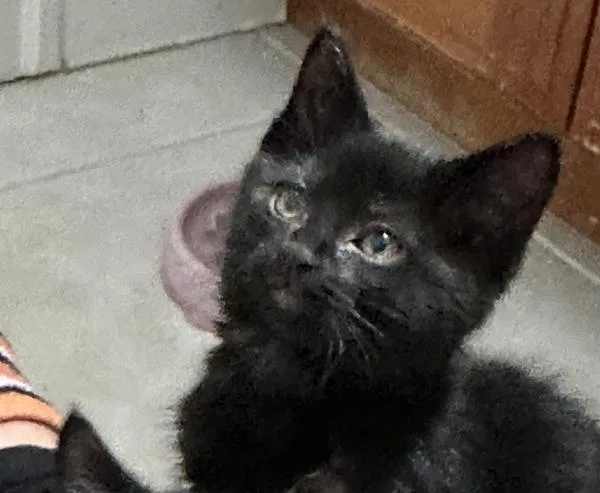 A baby small-sized female Domestic Short Hair cat named Bye Bye Birdie for adoption in Sherwood, OR