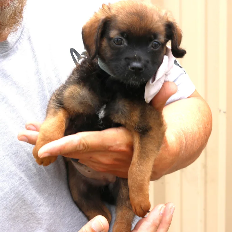 A baby medium-sized female Australian Cattle Dog / Blue Heeler dog named Porsche for adoption in Bandera, TX