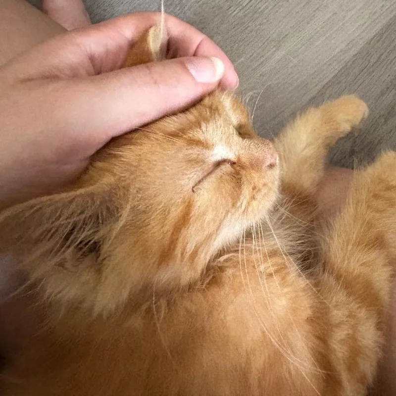 Eddy