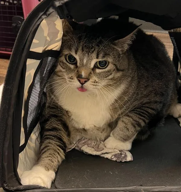 A senior large-sized male Domestic Short Hair cat named Bogie for adoption in Oceanside, CA
