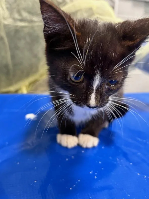A baby small-sized male Domestic Short Hair cat named Flower for adoption in Ridgewood, NY