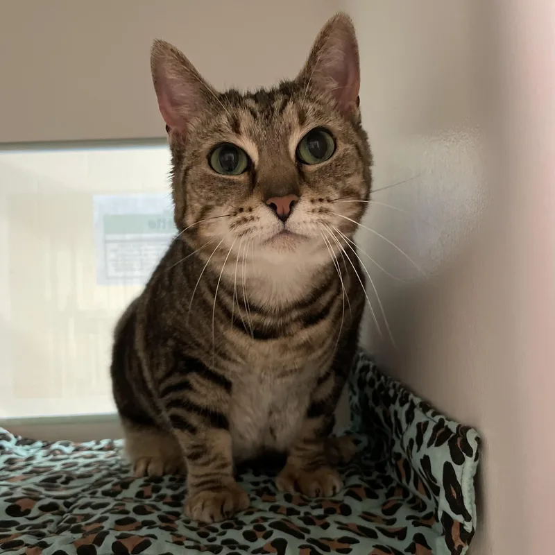 An adult medium-sized female Tabby (Brown / Chocolate) Domestic Short Hair cat named Smidgen for adoption in West Swanzey, NH