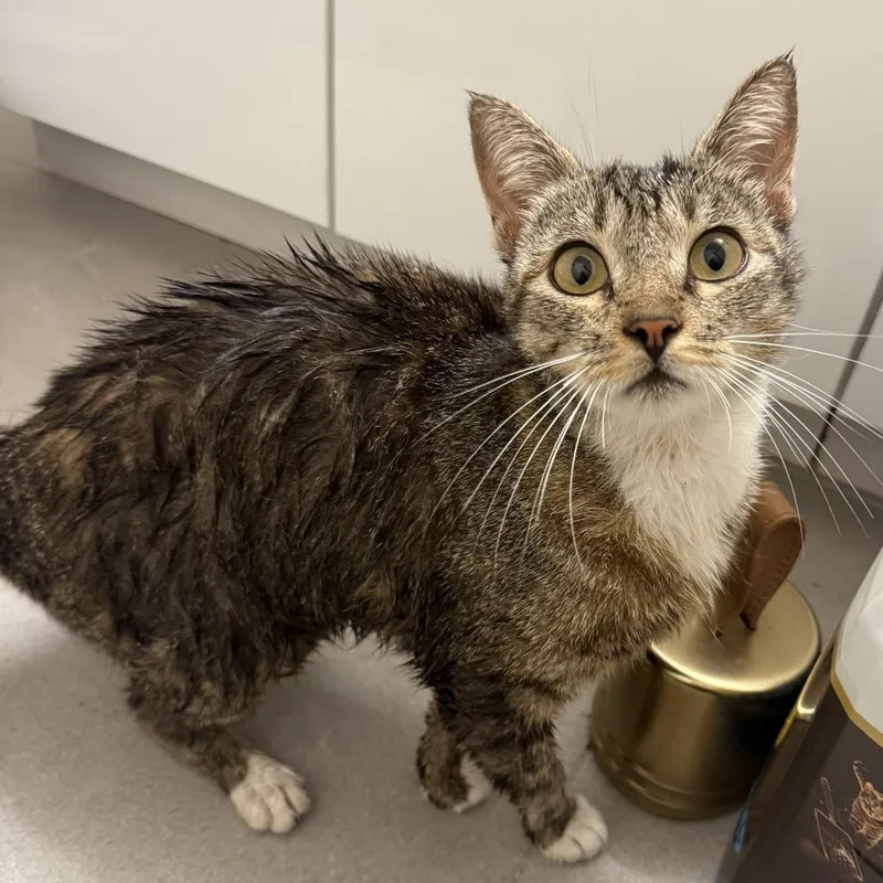 A young small-sized female Brown / Chocolate Domestic Short Hair cat named Breeze for adoption in Long Beach, CA
