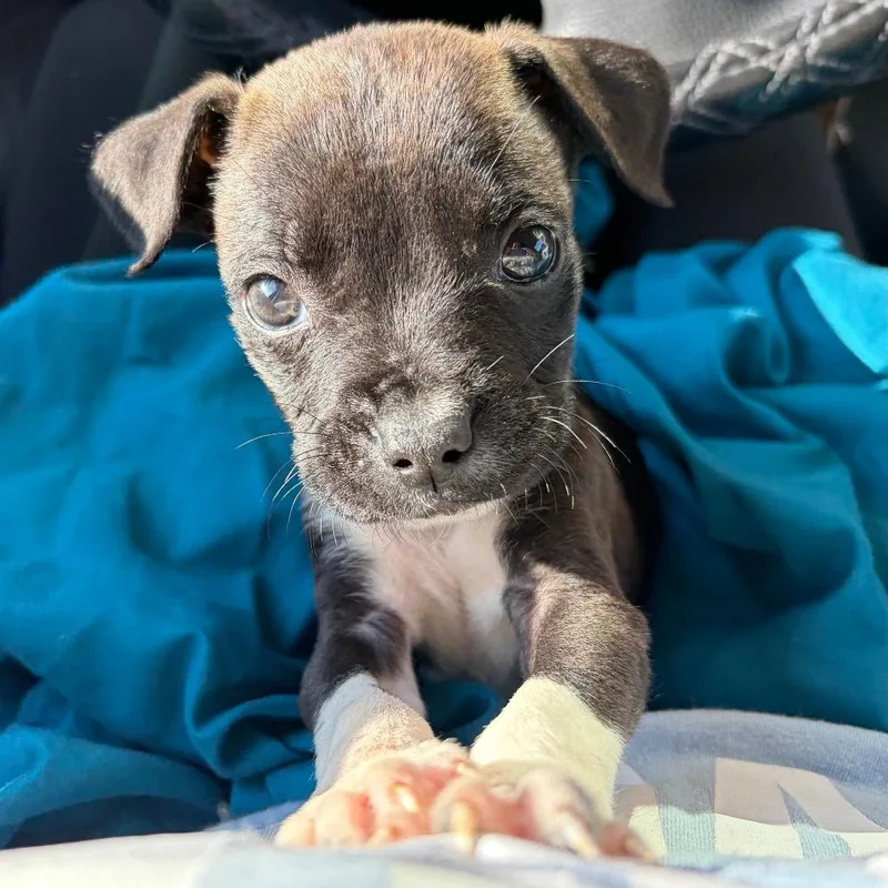 A baby medium-sized male Black Pit Bull Terrier dog named Bug for adoption in Austin, TX