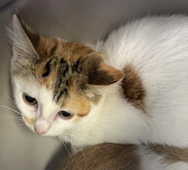A baby medium-sized female Domestic Short Hair cat named Miley for adoption in Des Moines, IA