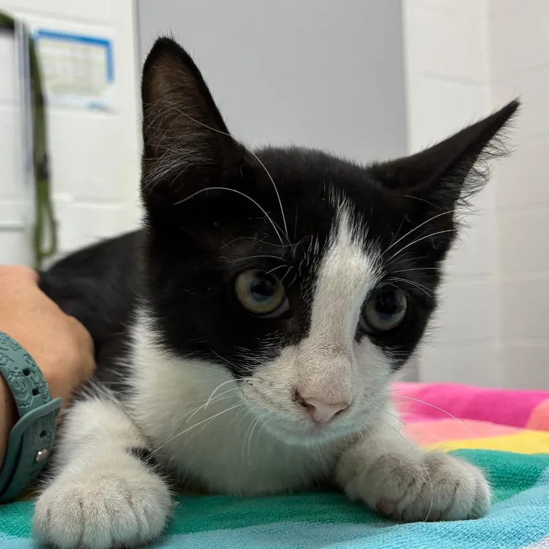 A baby small-sized male Black Domestic Short Hair cat named Dock for adoption in Corpus Christi, TX