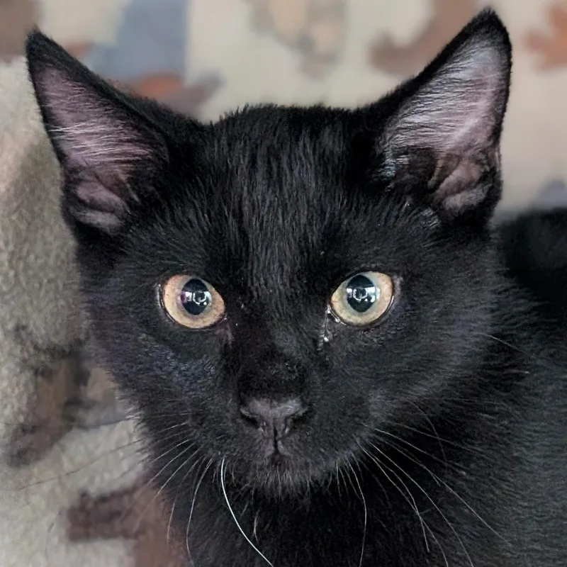 Pip