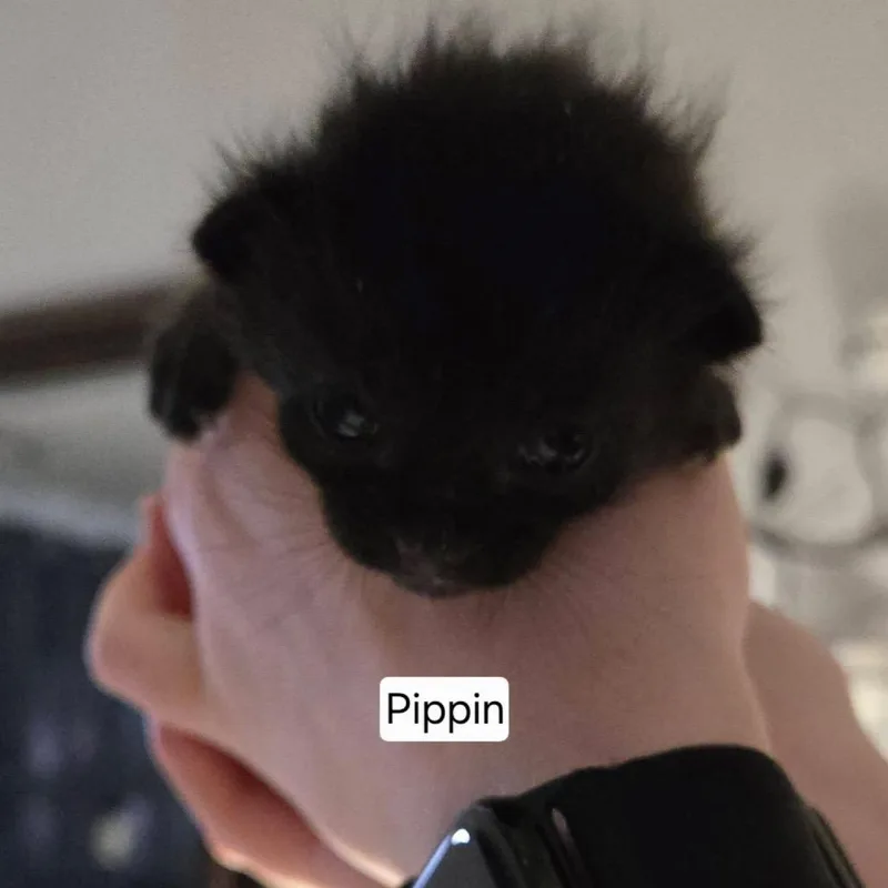 A baby small-sized male Black Domestic Short Hair cat named Pippin for adoption in Wichita, KS