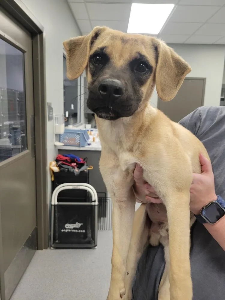 A baby medium-sized male Mixed Breed dog named Poe for adoption in Wellington, KS