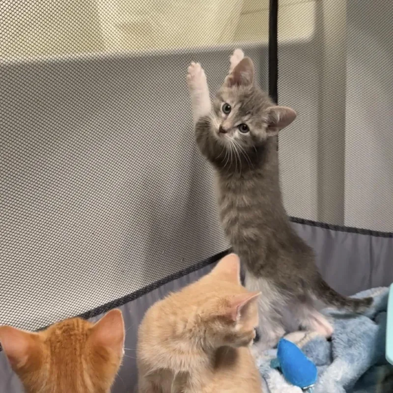 A baby small-sized male Gray / Blue / Silver Domestic Short Hair cat named Mars for adoption in South Elgin, IL