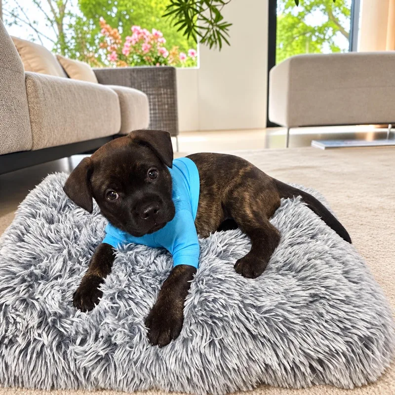 A baby medium-sized male French Bulldog dog named Butch for adoption in Fort Worth, TX
