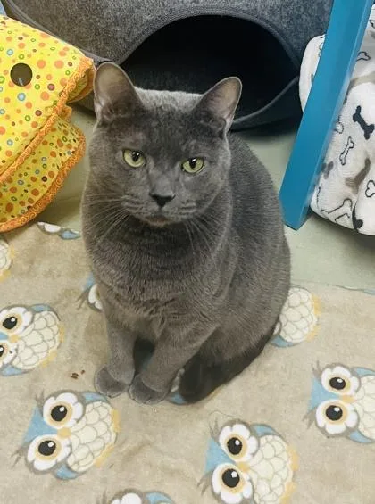 An adult medium-sized male Domestic Short Hair cat named Stud Muffin for adoption in Savannah, GA