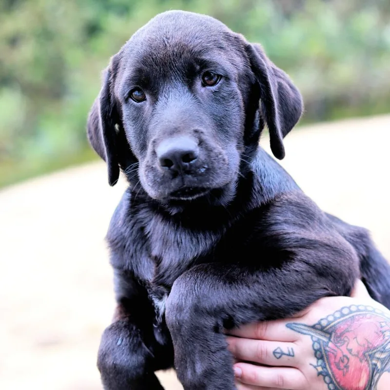A baby large-sized male Black Labrador Retriever dog named CT Beau for adoption in Eastford, CT
