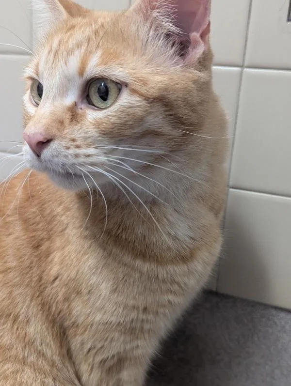 A senior small-sized male Domestic Short Hair cat named Simba for adoption in Oceanside, CA