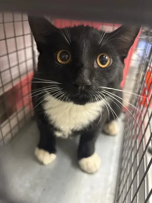 A baby medium-sized male Domestic Short Hair cat named Tootsie Roll for adoption in Las Vegas, NV