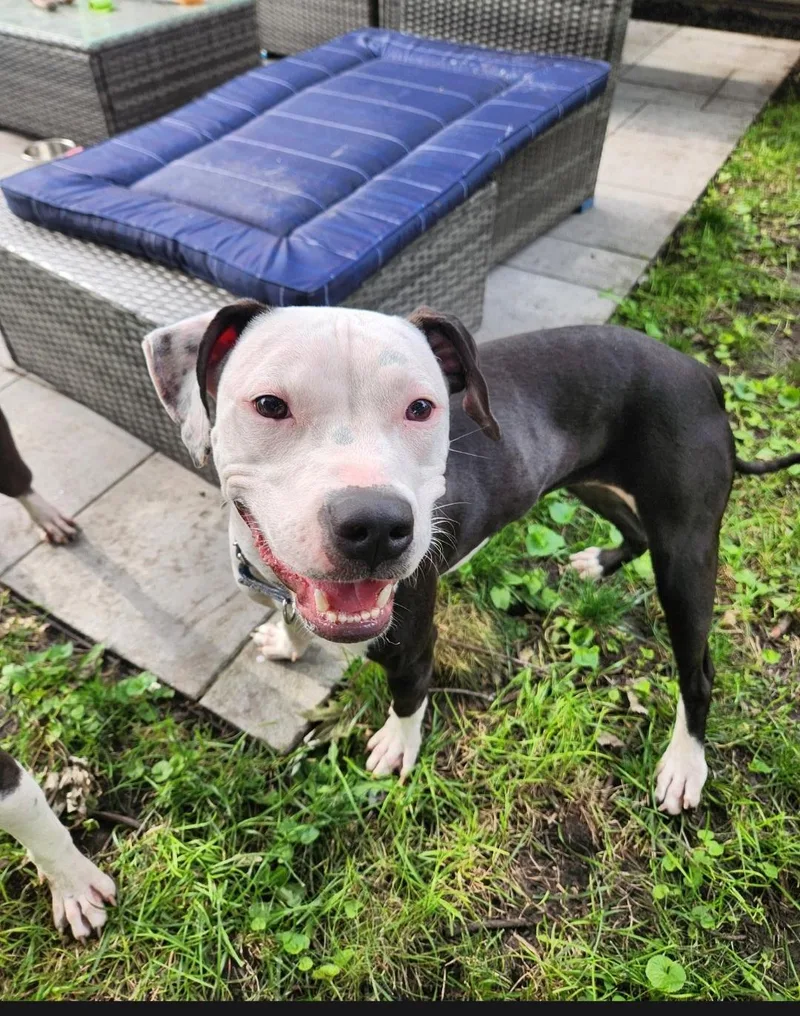 A young medium-sized female Pit Bull Terrier dog named Billie for adoption in merrillville, IN