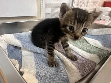 A baby small-sized male Domestic Short Hair cat named Gus Gus for adoption in Roseville, CA