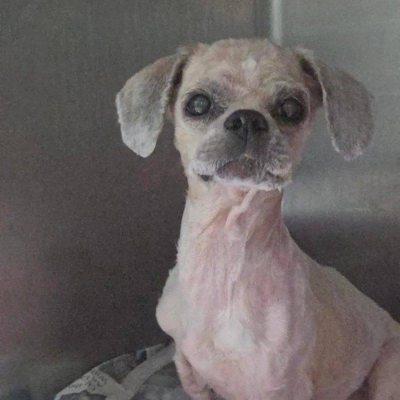 A senior small-sized male Shih Tzu dog named Fizzgig for adoption in Lakeland, FL