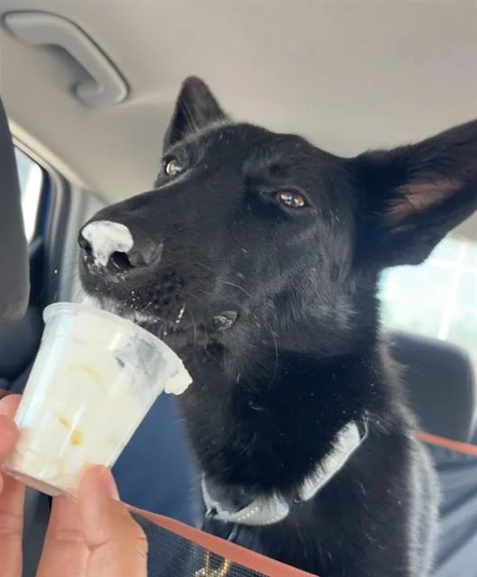 A young medium-sized female German Shepherd Dog dog named Dippin Dots for adoption in Ocala, FL
