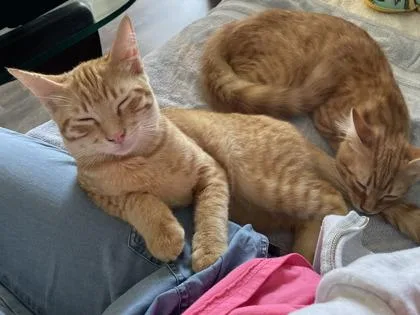 A baby medium-sized male Domestic Short Hair cat named Bison for adoption in Pleasanton, CA