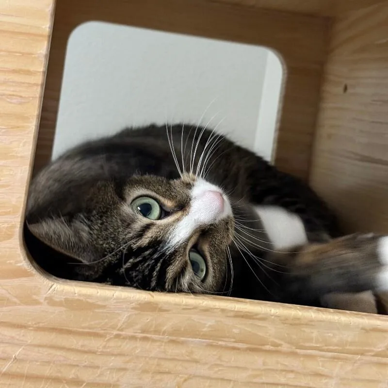 Momma Kat thumbnail 3