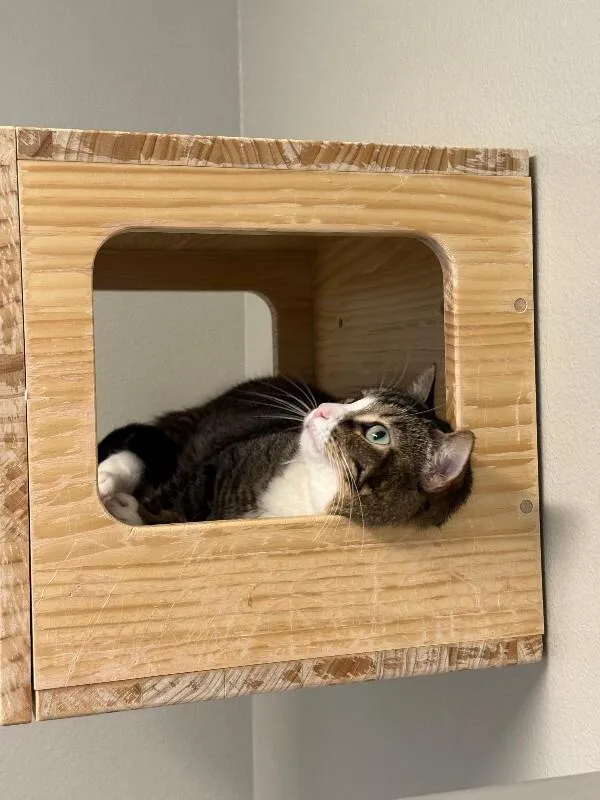 Momma Kat thumbnail 5