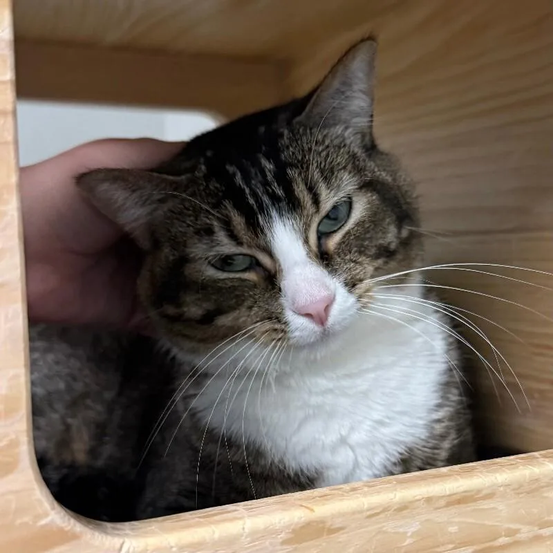 Momma Kat thumbnail 6
