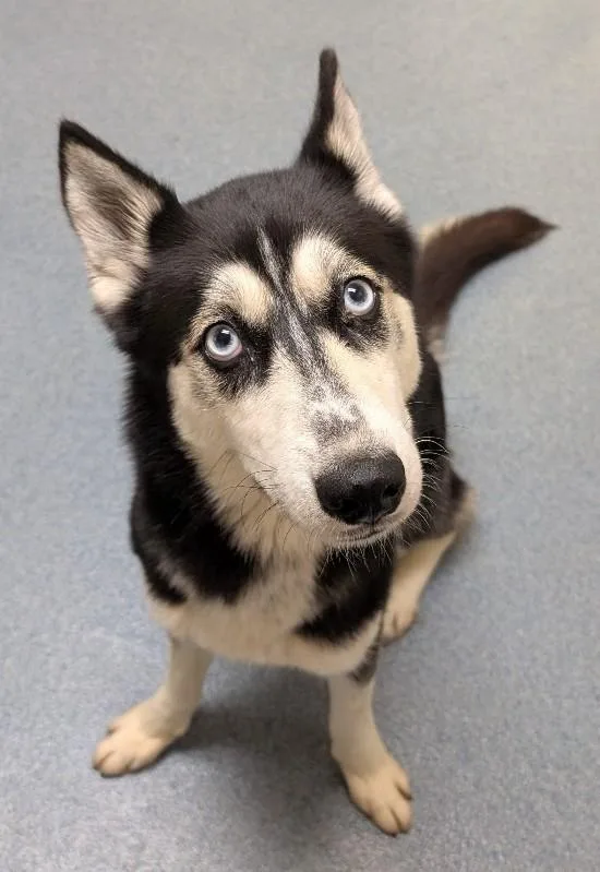 Suki