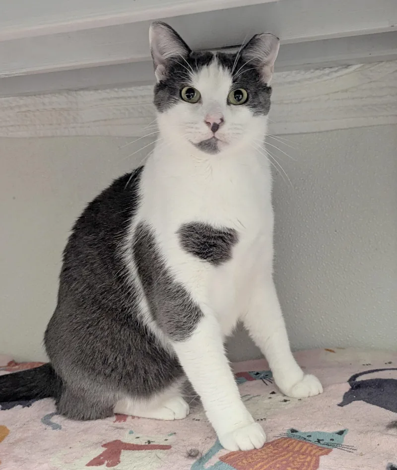 An adult medium-sized male Gray & White Domestic Short Hair cat named Mr. Darcy for adoption in Salem, MA