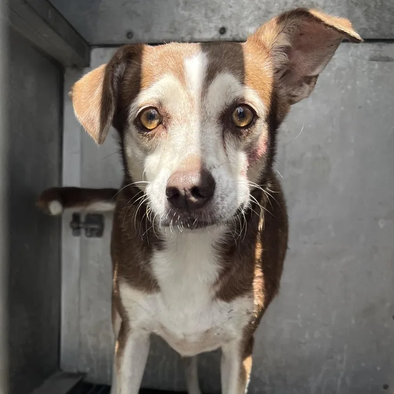 An adult small-sized female Chihuahua dog named Oprah for adoption in Edinburg, TX